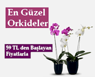 �i�ek