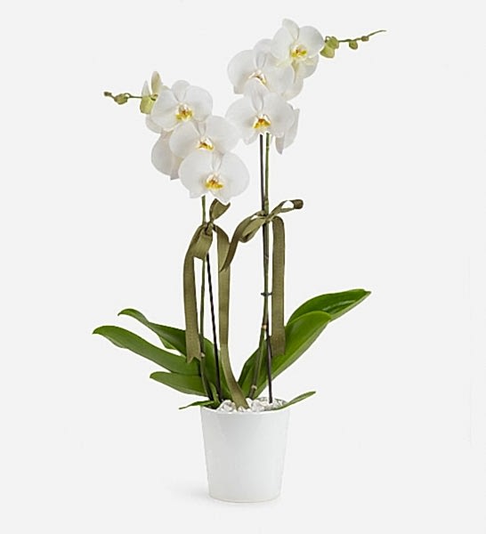 Holland (Decorium) �iftli Beyaz Orkide