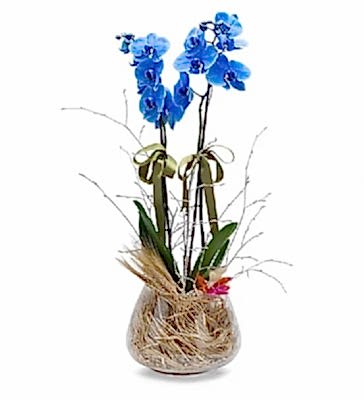 Holland (Decorium) �iftli Mavi Orkide