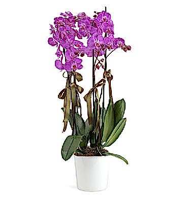 Holland (Decorium) D�rtl� Mor Orkide