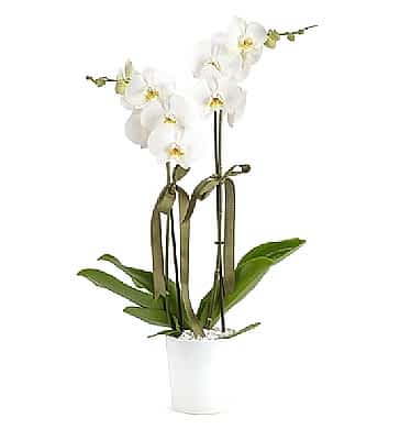 Holland (Decorium) �iftli Beyaz Orkide