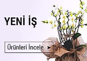 cicek